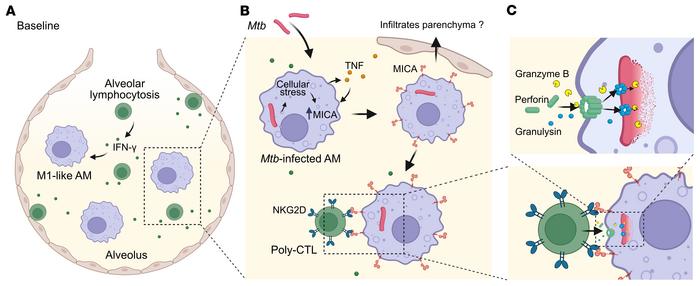 Proposed model for Mtb infection resistance in the sample of PWH investi...