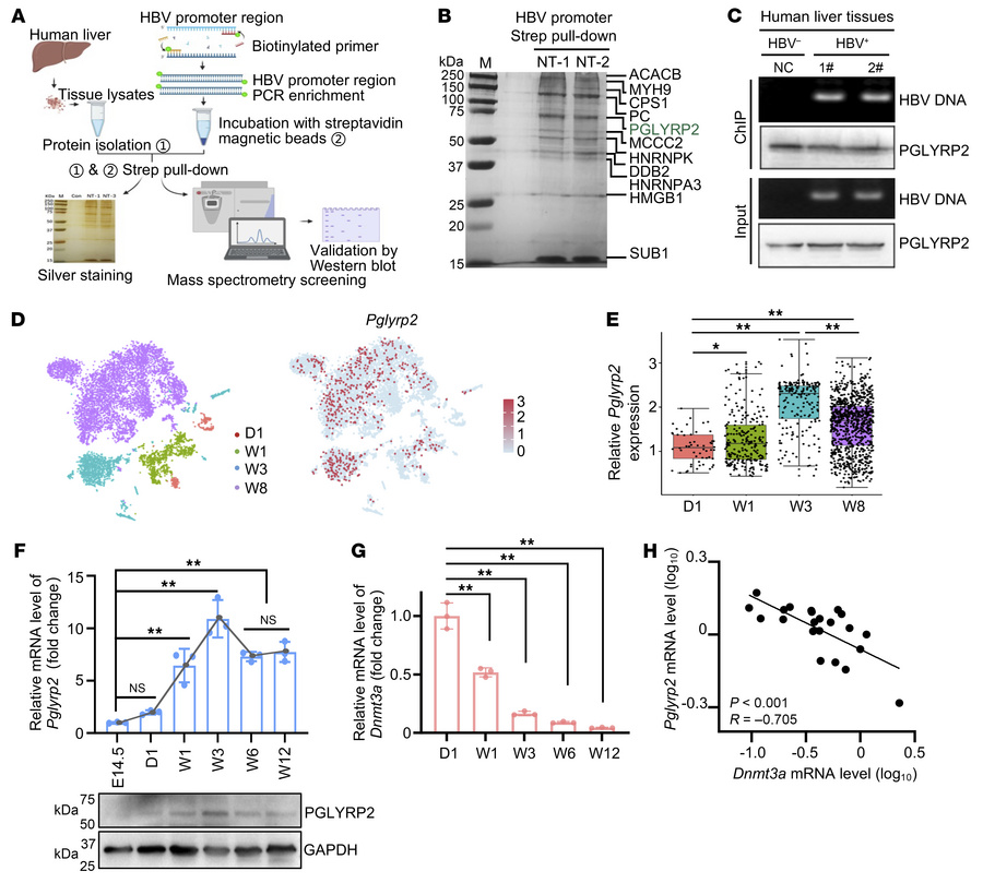 Age-dependent expression of PGLYRP2 and its interactions with HBV promot...