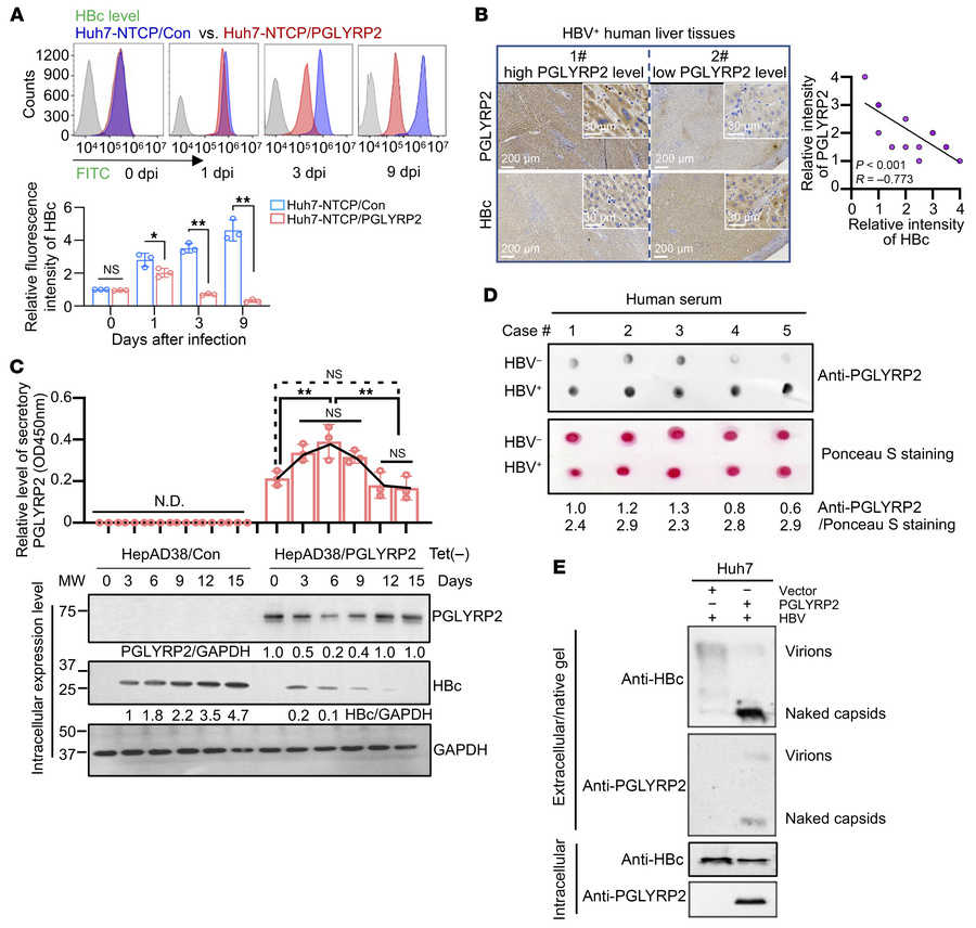 HBV capsid–targeting PGLYRP2 inhibits HBV capsid assembly.
(A) Top: Flow...