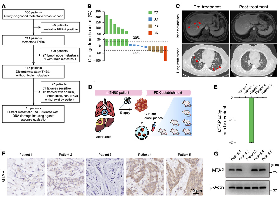 
MTAP deficiency confers vulnerability to DNA damage–inducing agents.
(A...