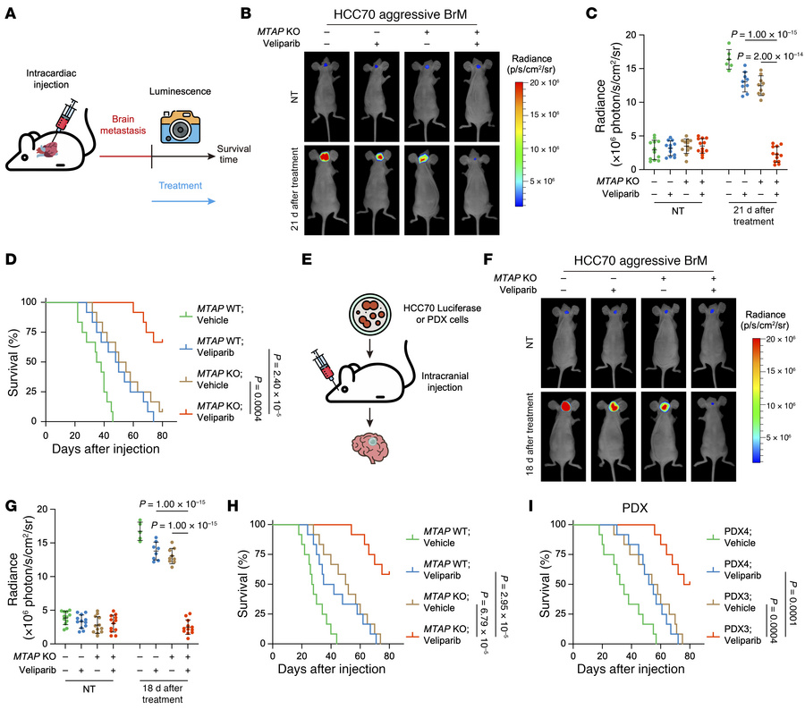 
MTAP deficiency confers a therapeutic vulnerability to lower dose of PA...