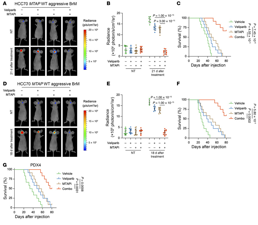 MTAPi combined with low-dose PARPi profoundly benefits brain metastatic ...