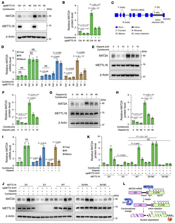 PARPi regulates MAT2A intron retention by mediating METTL16 phosphorylat...