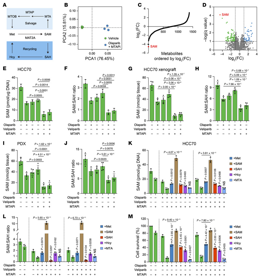 PARPi and MTAPi in combination effectively kill tumor cells by reducing ...