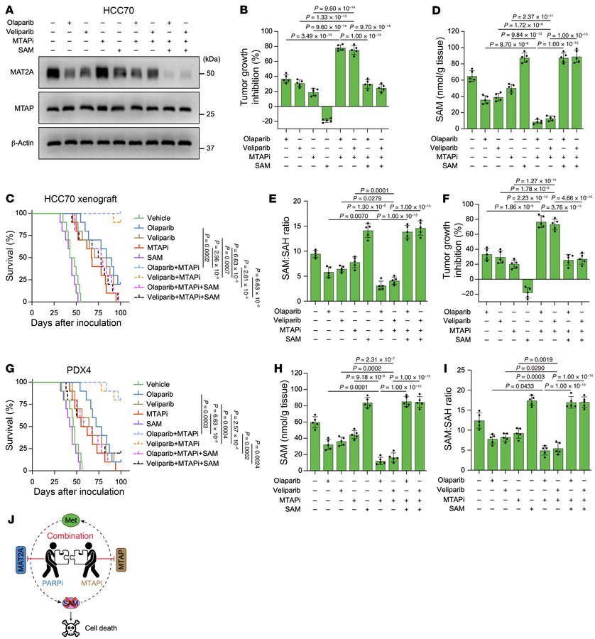PARPi combined with MTAPi markedly inhibit tumor growth through diminish...