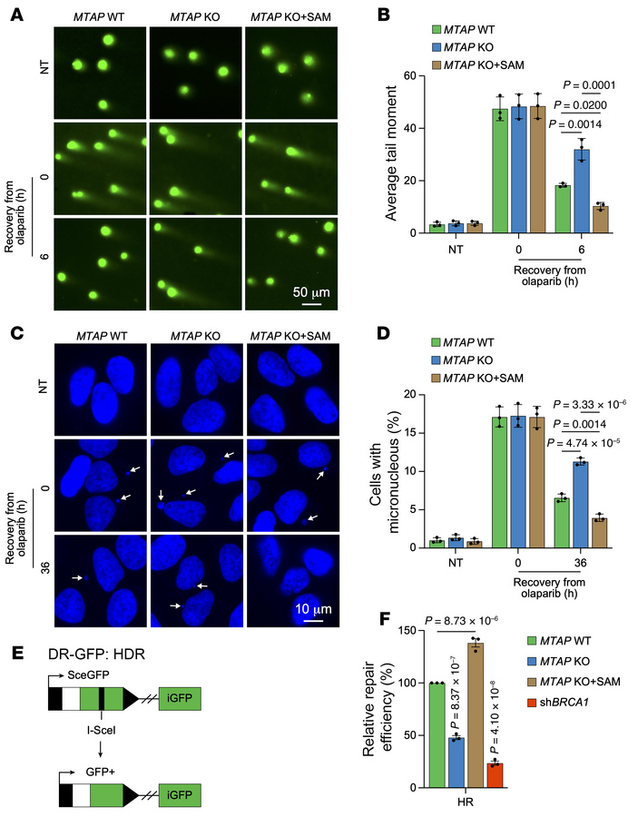 SAM depletion caused by MTAP and PARP inhibition attenuates DNA repair.
...
