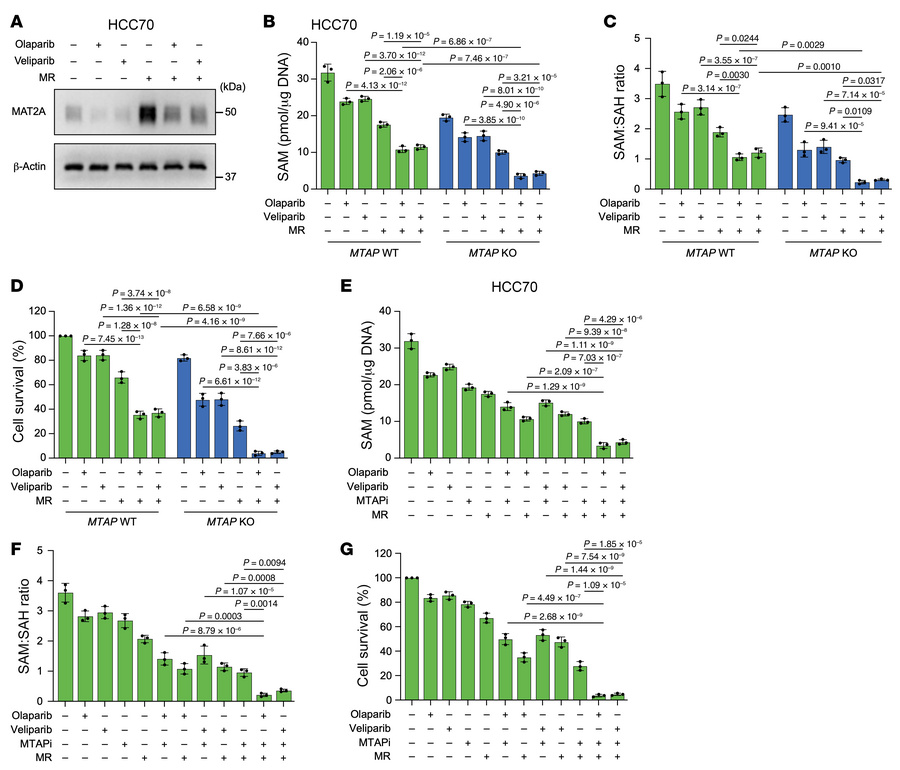Methionine restriction augments the combination efficacy of MTAP deficie...