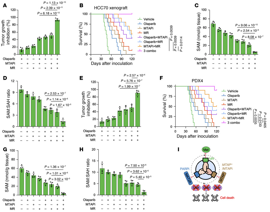 MR boosts the antitumor effect of MTAP and PARP inhibition in vivo.
(A–H...