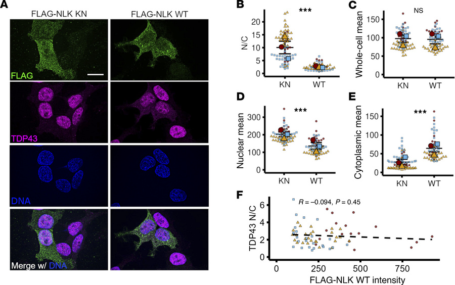 Overexpression of NLK leads to cytoplasmic accumulation of TDP43.
(A) HE...