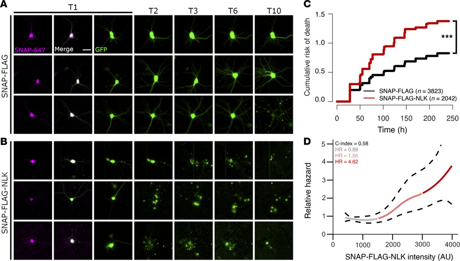 NLK overexpression is toxic in primary rat neurons.
(A and B) Primary ro...