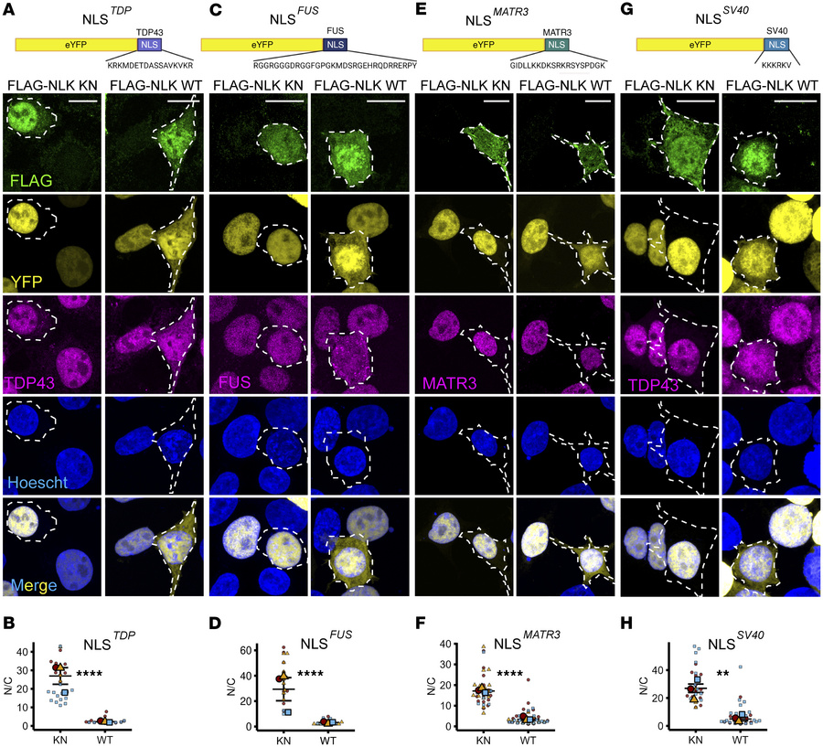 NLK overexpression disrupts NLS-dependent nuclear import.
(A–H) HEK293T ...