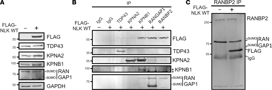 NLK interacts with the RanBP2-RanGAP1 complex.
(A) Representative Wester...