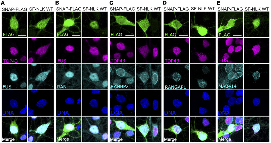NLK overexpression disrupts nuclear import in primary rat neurons.
(A–E)...