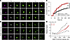 NLK overexpression is toxic in primary rat neurons.
