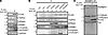 NLK interacts with the RanBP2-RanGAP1 complex.