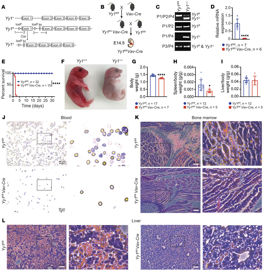 
Yy1 deletion during embryonic hematopoiesis leads to neonatal death in ...
