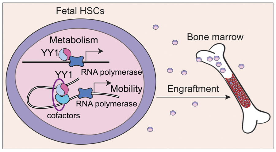 graphical abstract