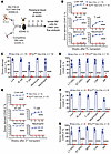 YY1-deficient HSCs fail to repopulate BM niche upon serial transplantation.