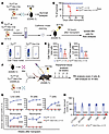 YY1 is essential for fetal HSC homing and engraftment at the BM niche.