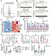 YY1 deficiency affects the genetic networks governing cell motility and met