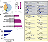 YY1-mediated direct and indirect regulations of fetal HSPCs.