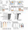YY1 promotes chromatin accessibility at genes associated with cell mobility
