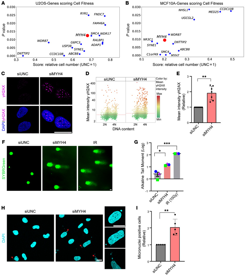 MYH4 supports genomic integrity.
(A and B) Scatter plots depicting genes...