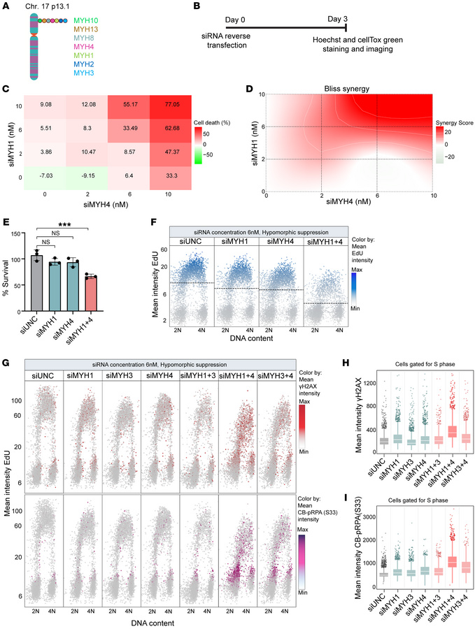 Class II myosins exhibit codependency and suppress replication-associate...