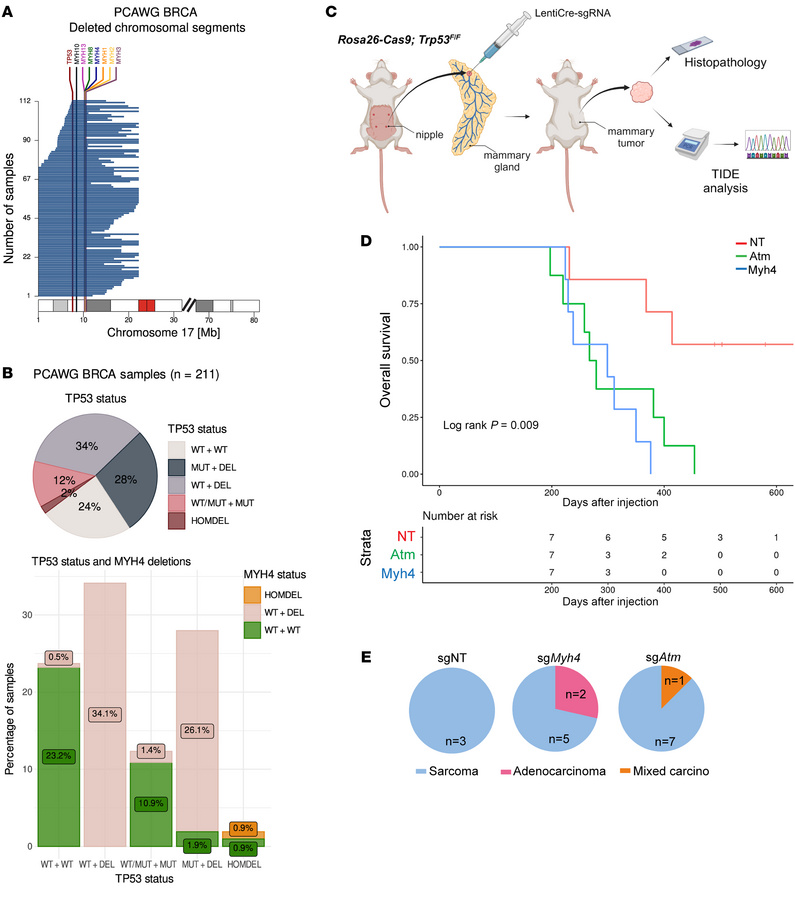 MYH4 loss accelerates mammary tumorigenesis in a TP53-deficient backgrou...