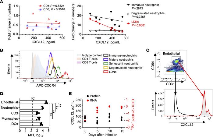 CXCL12/CXCR4 axis regulates blood neutrophil numbers in SARS2-N501YMA30–...