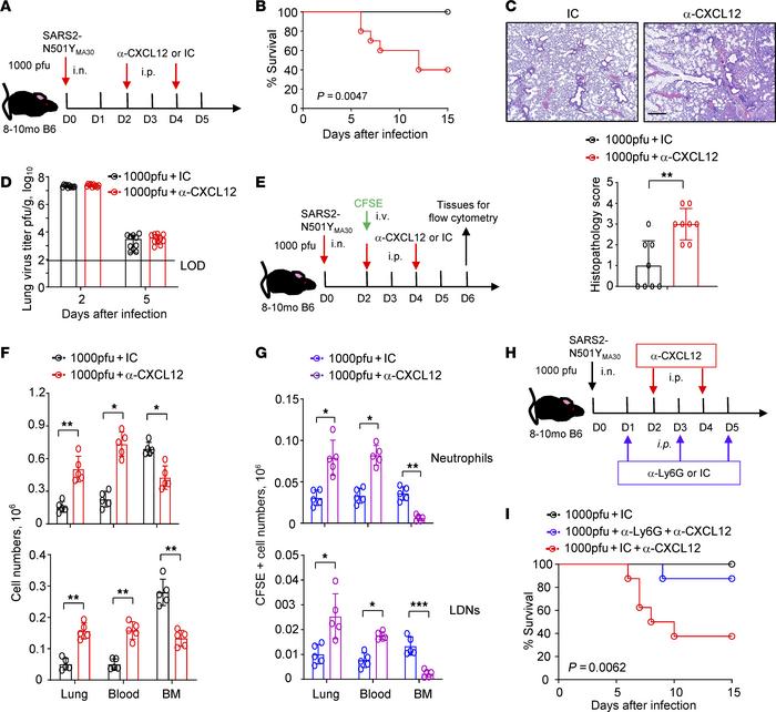 Blockade of CXCL12 modifies disease severity and neutrophil distribution...