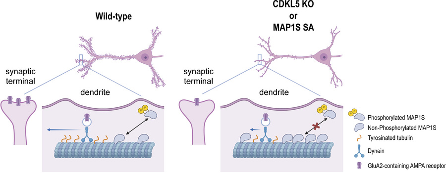 graphical abstract