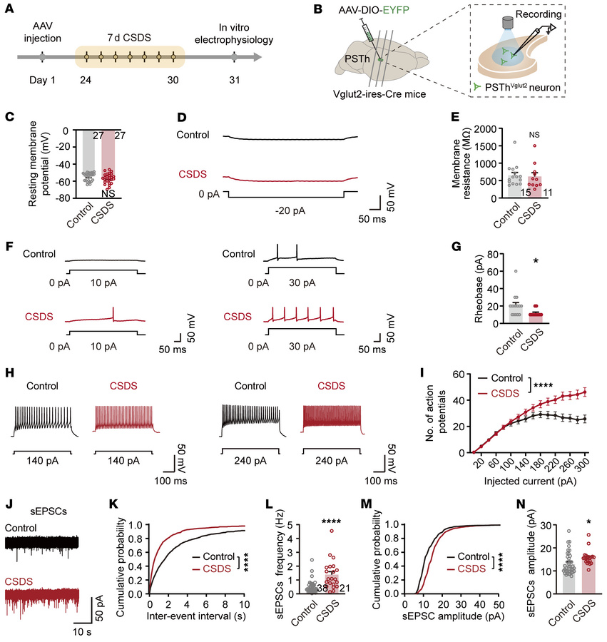 CSDS enhances the intrinsic excitability and excitatory synaptic inputs ...