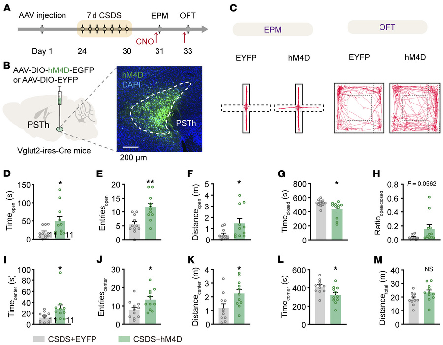 The activity of PSTh glutamatergic neurons is required for CSDS-induced ...
