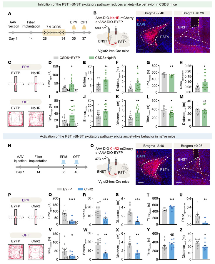 The PSTh regulates anxiety-like behavior via its innervation upon the BN...