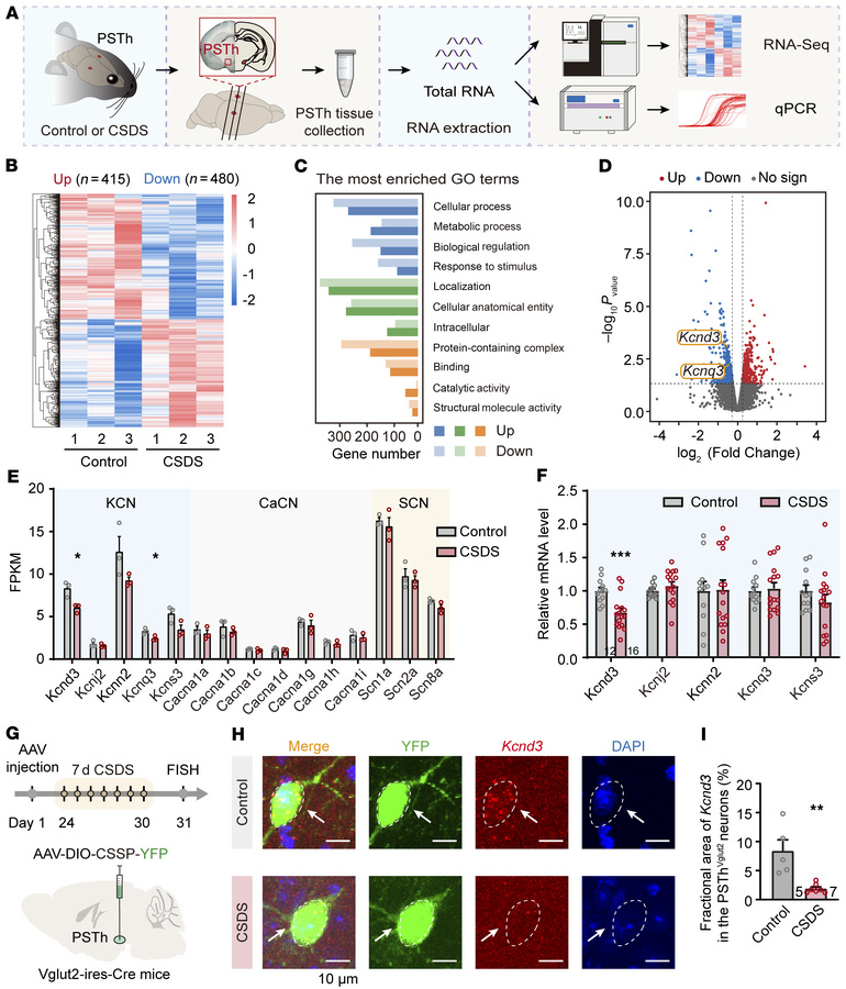 CSDS downregulates the expression of Kcnd3 in PSTh glutamatergic neurons...