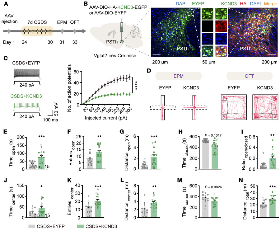 Kv4.3 replenishment in PSTh glutamatergic neurons rescues CSDS-induced a...