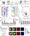 CSDS downregulates the expression of Kcnd3 in PSTh glutamatergic neurons.