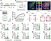 Kv4.3 replenishment in PSTh glutamatergic neurons rescues CSDS-induced anxi
