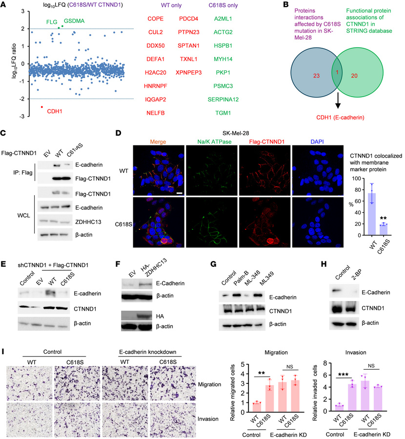 Palmitoylation is essential for the interaction between CTNND1 and E-cad...