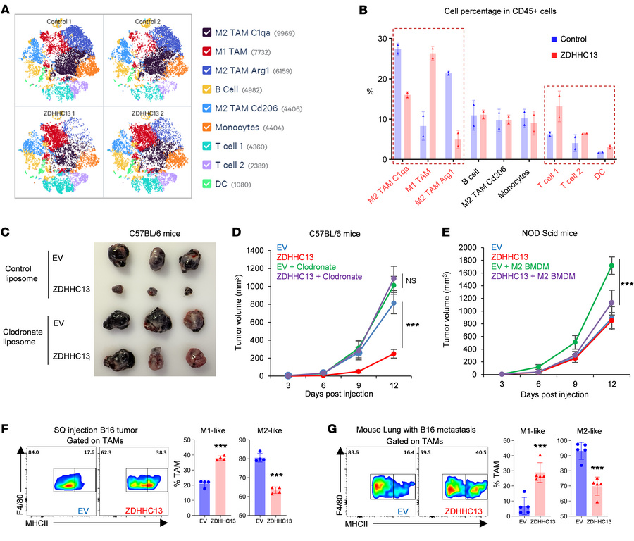 ZDHHC13 reshapes the tumor immune microenvironment.
(A) 1 × 106 B16 or B...