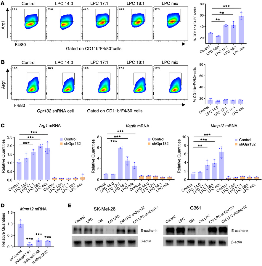 LPC stimulates M2-like TAM signature gene expression.
(A and B) LPC trea...