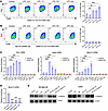 LPC stimulates M2-like TAM signature gene expression.