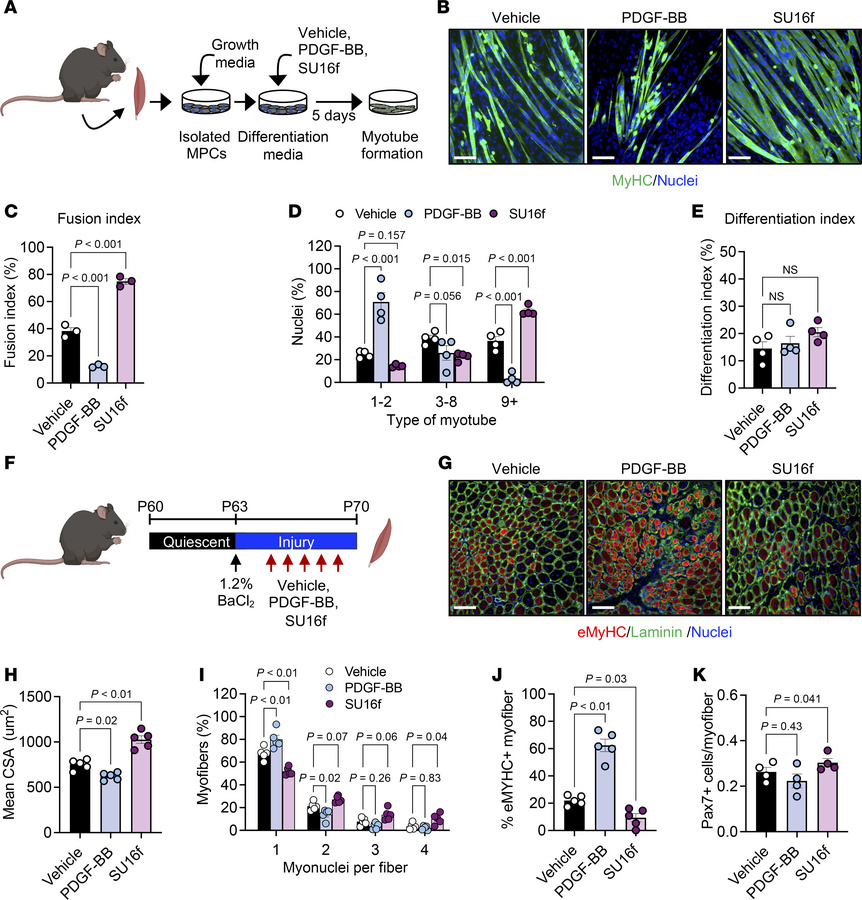 PDGFRβ activity regulates myotube development and muscle regeneration.
(...