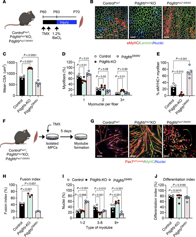 Genetic alteration of Pdgfrb expression changes muscle regeneration and ...