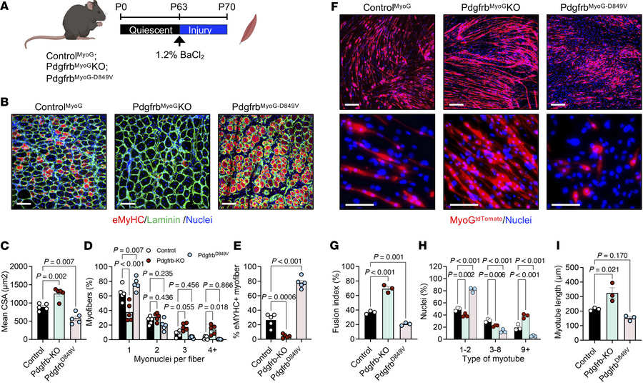 Genetically altering Pdgfrb activity in myocytes modifies muscle regener...