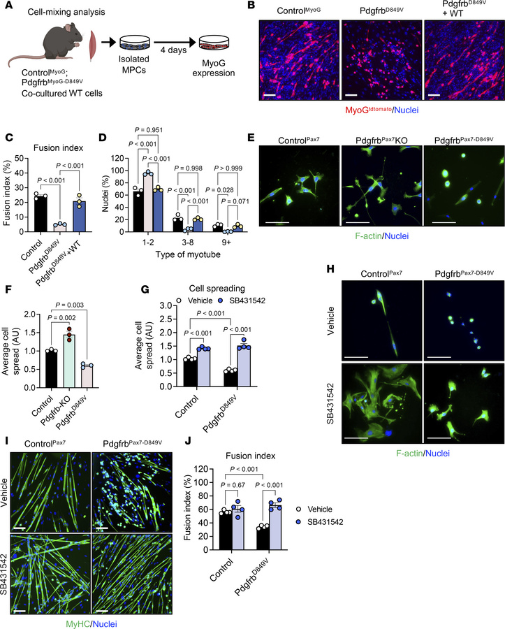 PDGFRβ signaling cooperates with TGF-β signaling to control myocyte morp...