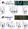 PDGFRβ activity regulates myotube development and muscle regeneration.