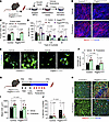 STAT1 mediates PDGFRβ signaling to control myocyte fusion and myofiber rege