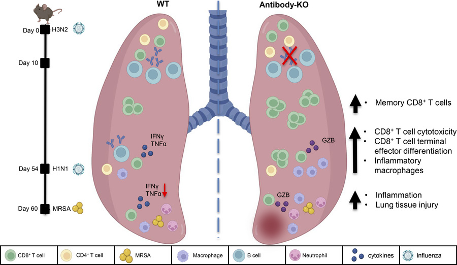 graphical abstract